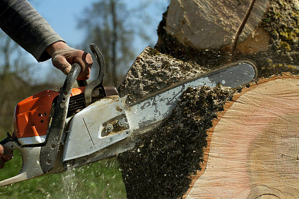 How Our Tree Care Process Works  in  Indiana, PA